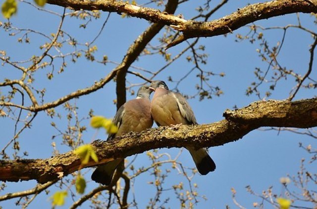 Download Es kann nicht der froemmste en frieden leben wenn es dem boesen nachbarn nicht gefaellt Desktop Wallpaper Free