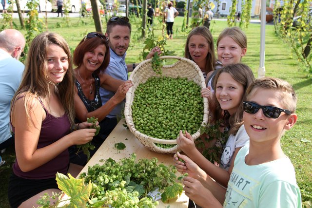 Die gemeinsame Ernte ist Teil der Festivität. | Foto: Trumer Privatbrauerei/Jürgen Garneyr
