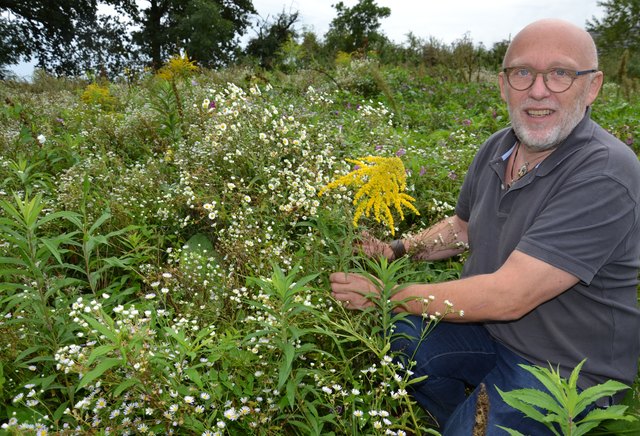 Fritz Gusenleitner mit der importierten und sich bei uns schnell verbreiteten Pflanze "Kanadische Goldrute"