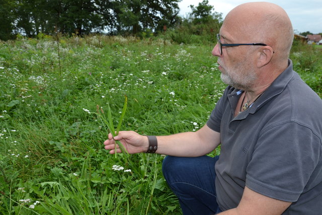 Fritz Gusenleitner mit dem heimischen Spitzwegerich, der wenn man die Blätter zerreibt als gutes Heilmittel bei Bienen oder Wespenstiche gilt.