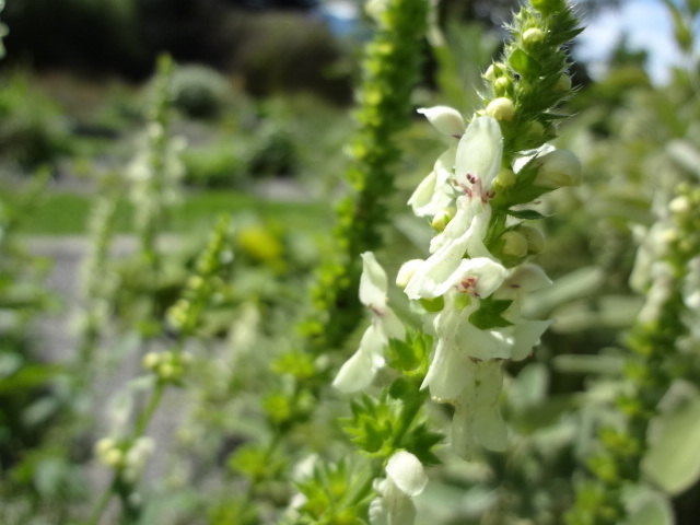 Ziest, Stachys recta