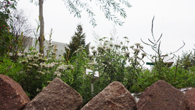 Hinter den Steinen warten die Kräuter auf Besucher; geflügelt oder auf zwei Beinen.