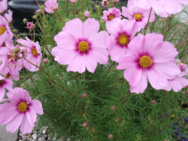 Schmuckkörbchen... - Oberpullendorf