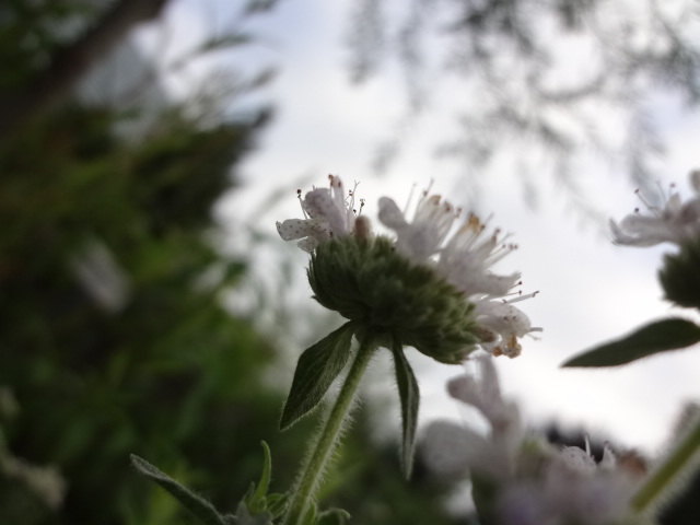 Amerikanische Bergminze