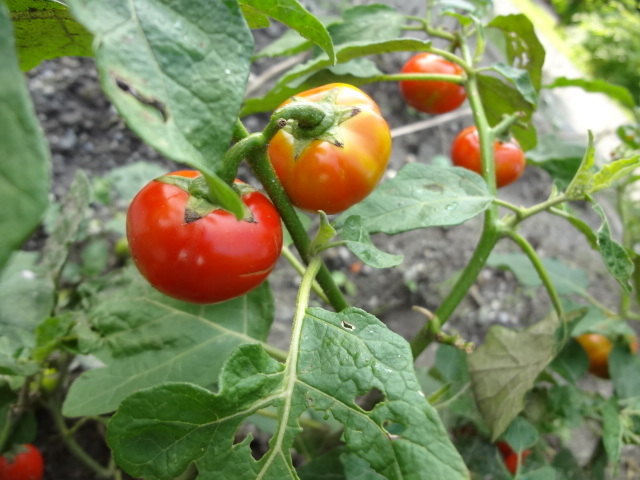 Die sogenannte "Menschenfresser-Tomate"