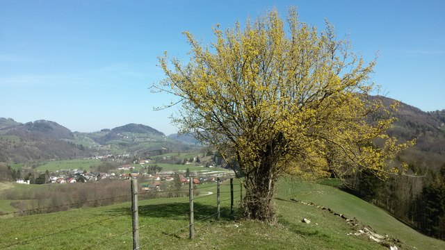 Dirndlstrauch am Losberg