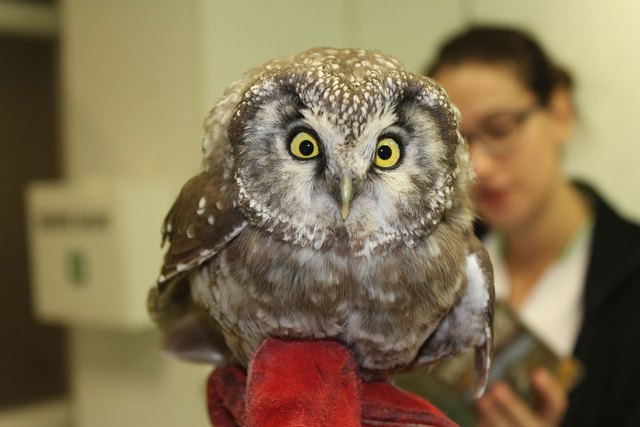 Der Raufußkauz erreicht eine Körperlänge von 24 bis 26 Zentimetern. | Foto: WTV