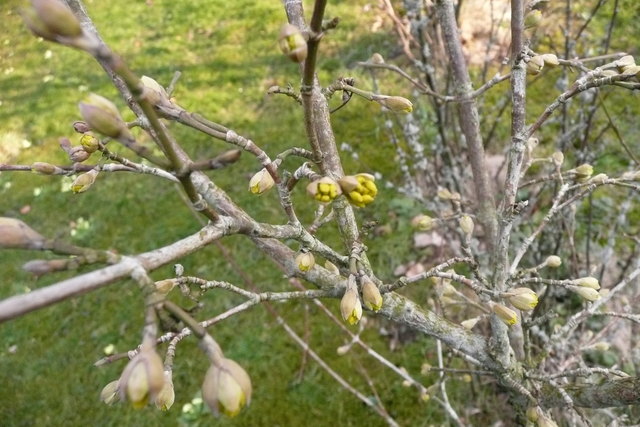 Erste Knospen