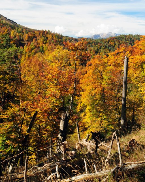 Da die Wanderung auch auf Steigen und im weglosen Gelände erfolgt, sind gute Kondition und Trittsicherheit erforderlich. | Foto: NPK/Sieghartsleitner