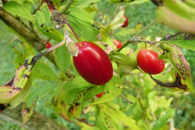 Dirndln im Garten