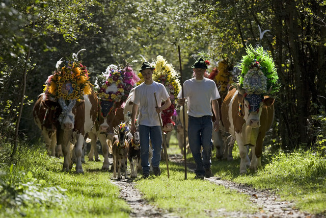 Almabtrieb in Stumm beim Sportplatz am Samstag, den 30.September 2017 ab 10:00 Uhr﻿﻿. Für Unterhaltung und gute Stimmung sorgen „Die Fetzigen“und eine Schuhplattlergruppe. | Foto: Erste Ferienregion im Zillertal