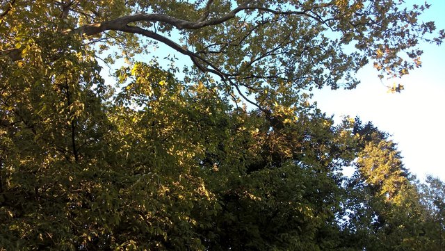 Dirndlbaum im Sattlerpark, Südburgenland
