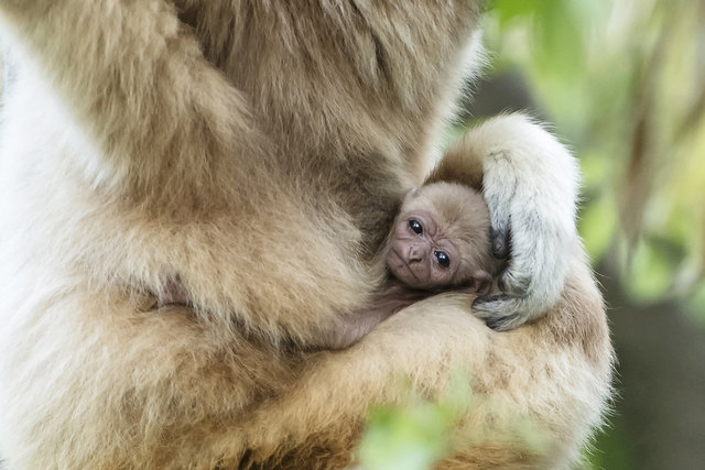 Seine Tage verbringt der kleine Gibbon dicht an die Mutter gekuschelt. | Foto: Daniel Zupanc