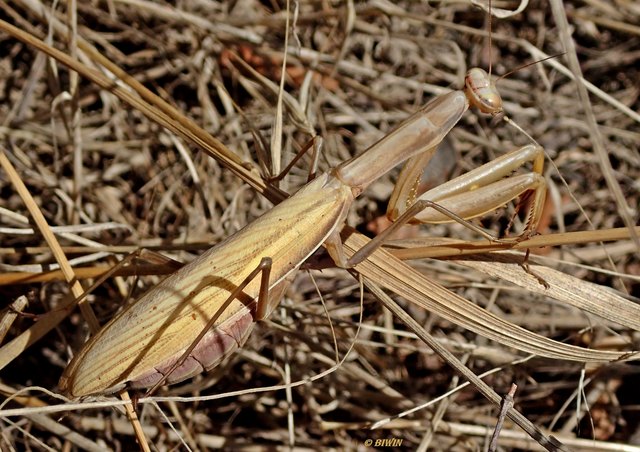 Warten auf Beute ...