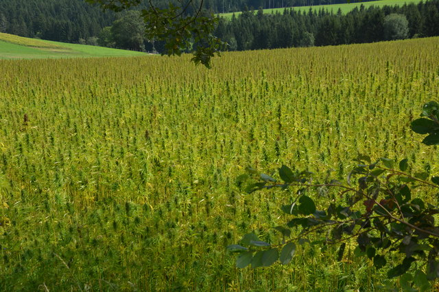 Der Anbau der Cannabis sativa ist sicherlich noch im Wachsen. | Foto: KK
