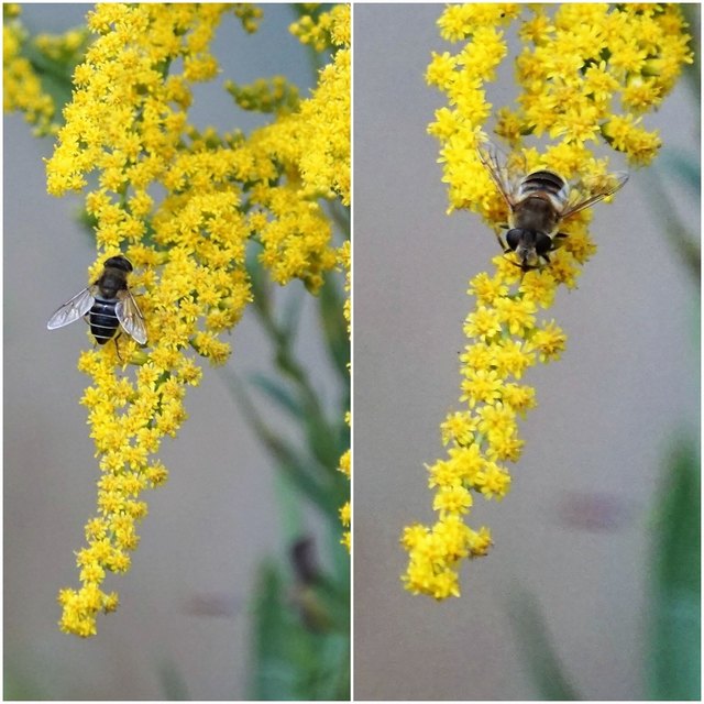 ... werden die Goldruten (auch Goldrauten genannt), denn sie gehören neben etlichen anderen - AUCH zu den BIENENFREUNDLICHEN Pflanzen!!