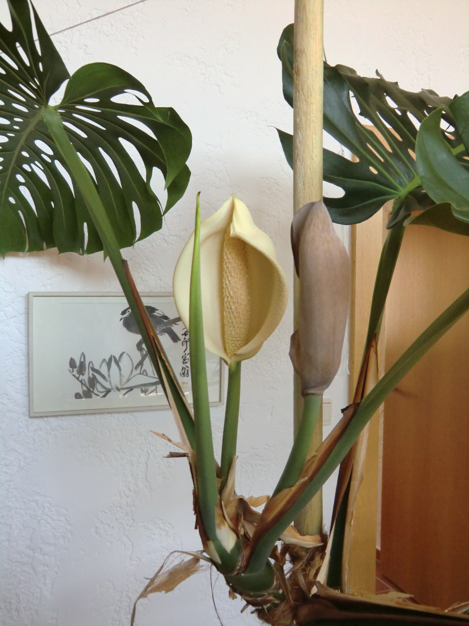 Blhende Monstera Deliciosa, - Reutte