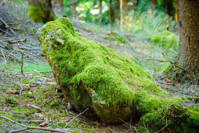 In der Natur zum Selbst finden. | Foto: Richard Schramm