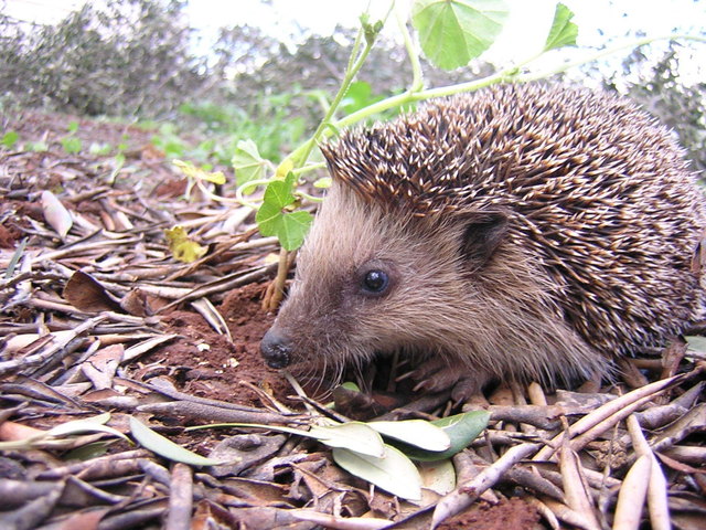 Der junge Igel wollte seine Fettreserven vor dem Winterschlaf auffüllen. Die, die er schon hatte, wurden ihm zum Verhängnis. (Symbolbild)