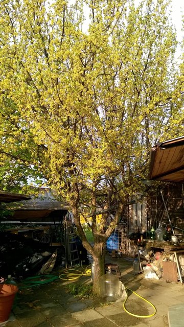 Ungarische Dirndlgesellschaft - Im Garten