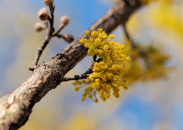 Ungarische Dirndlgesellschaft - Frühling