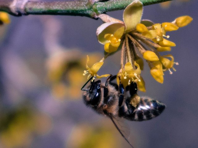 Ungarische Dirndlgesellschaft - Die Bienen kommen