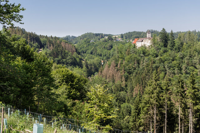 Der Fichtenbestand rund um Schloss Eschelberg ist stark vom Borkenkäfer bedroht.