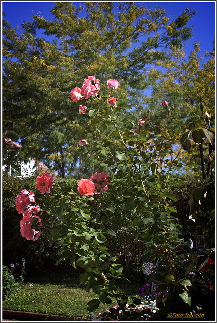 Die Rosen blühen noch immer üppig