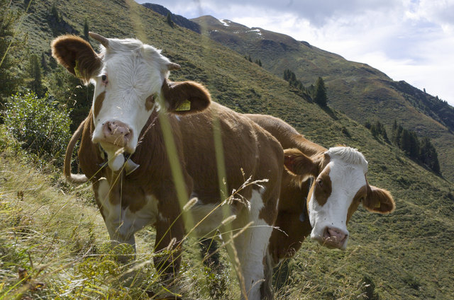 Jahrlinge Jungrinder auf der Alm ober Aschau