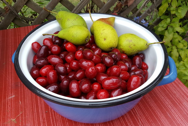 Dirndln mit Birne ergibt eine fruchtige Marmelade