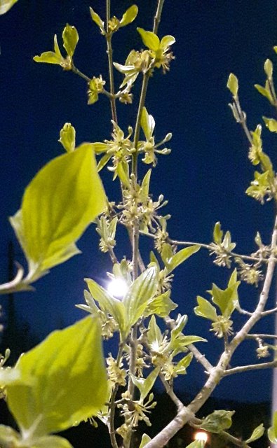 Dirndlblüte in der Nacht