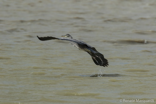 Graureiher (Ardea cinerea)