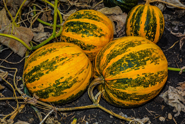 Pracht-Bluza wie bei der Ernte 2016 wird es heuer nicht geben. Foto: jm