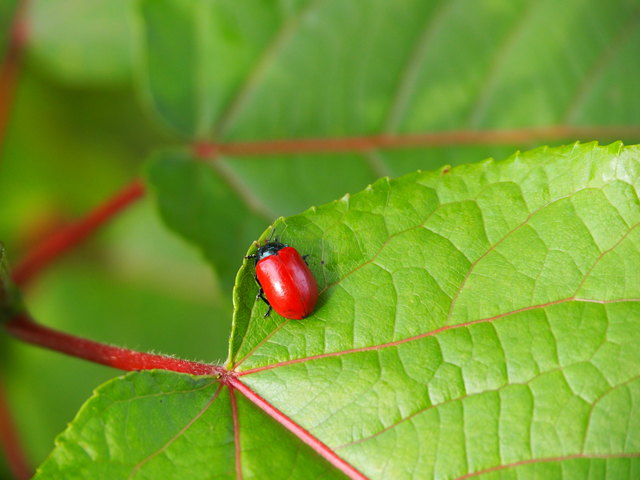 Weiß jemand, wer ich bin? Bin ca. 1 cm groß und jetzt unterwegs...!