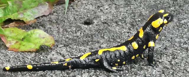 einfach toll dieses Regenwetter