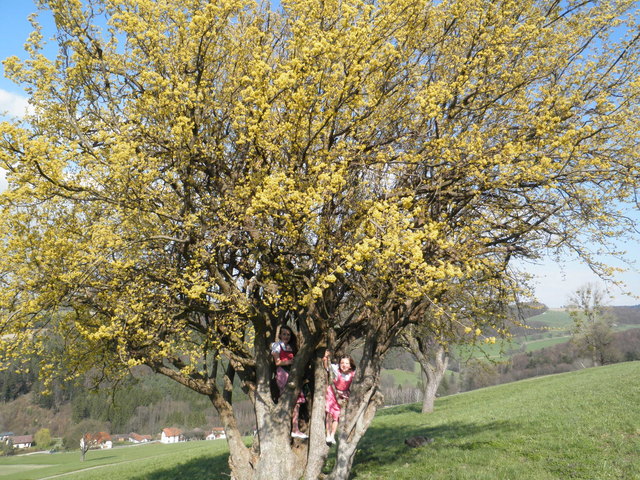 Dirndl´n im Dirndlbaum