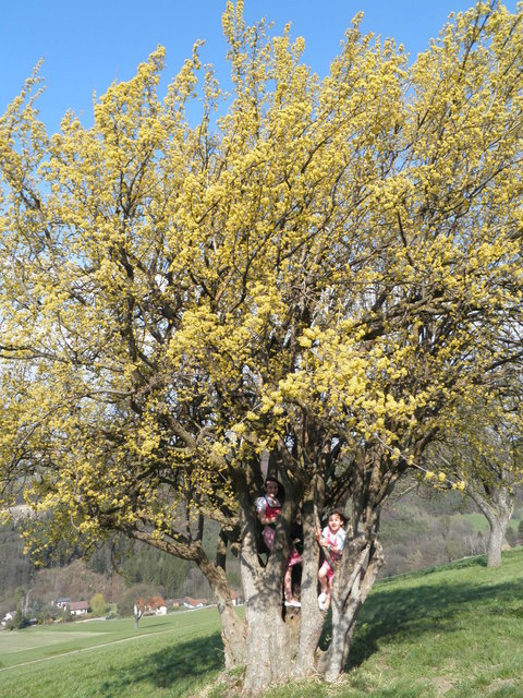 in voller Blüte
