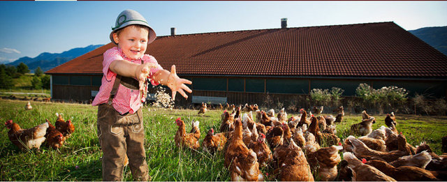 Früh übt sich, wer einmal Bio-Landwirt werden wird: Der kleine Marcel beim Hühnerfüttern. | Foto: Mario Heim