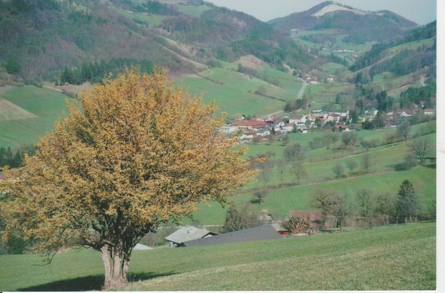 Tradigist im Blütefieber