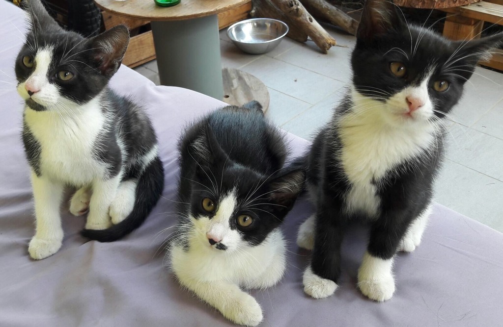 Verschmuste Katzen Suchen Ein Liebes Zuhause Leibnitz