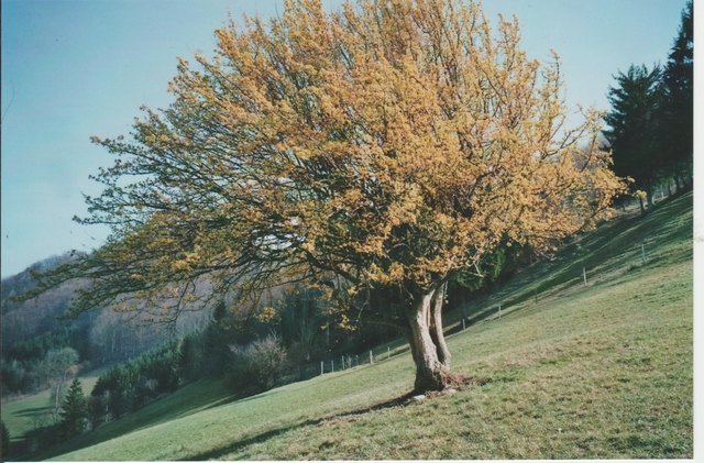 Kornelkirschblüte im Frühjahr 2017
