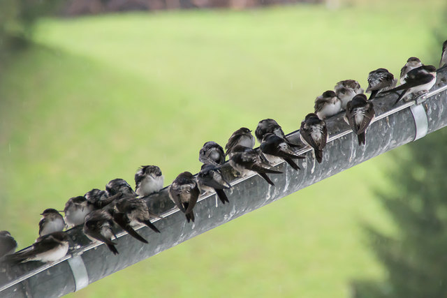 vor meinem Fenster....auf der Suche nach Schutz vor Regen und Kälte.....ich glaube, es sind junge Mehlschwalben....tun mir echt leid, die "Piepmätze".....