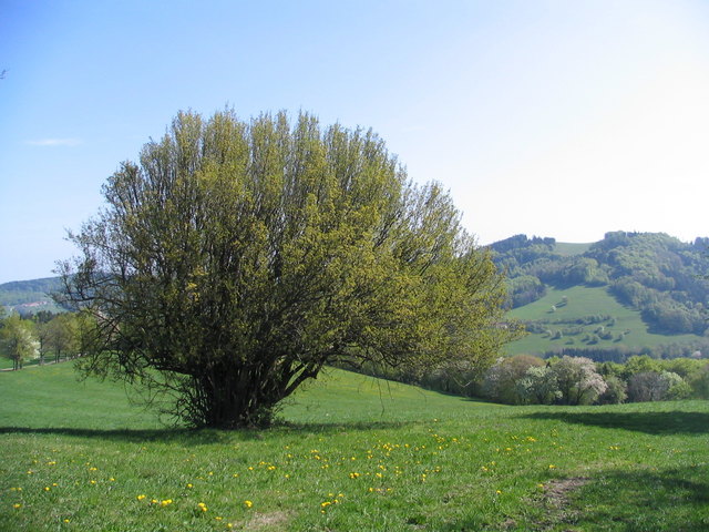 blühende Dirndlstaude in der Loich