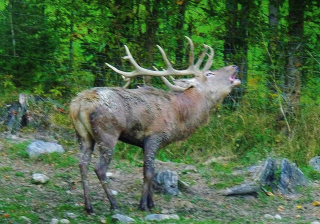 Die Hirschbrunft ist zur Zeit des Herbstbeginnes in vollem Gange und dauert bis ungefähr Mitte Oktober jeden Jahres. ( Foto : Hirschbrunft bei einem Wildgehege in Strobl ). Foto: F. Bamer.