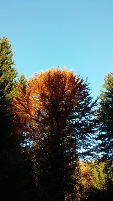 Wünsche eine schöne Woche; wünsche viele sonnige Stunden und viele Glücksmomente im farbenprächtigem Herbst. "Unser Leben ist kein Traum, aber es soll und wird vielleicht einer werden." (Novalis)