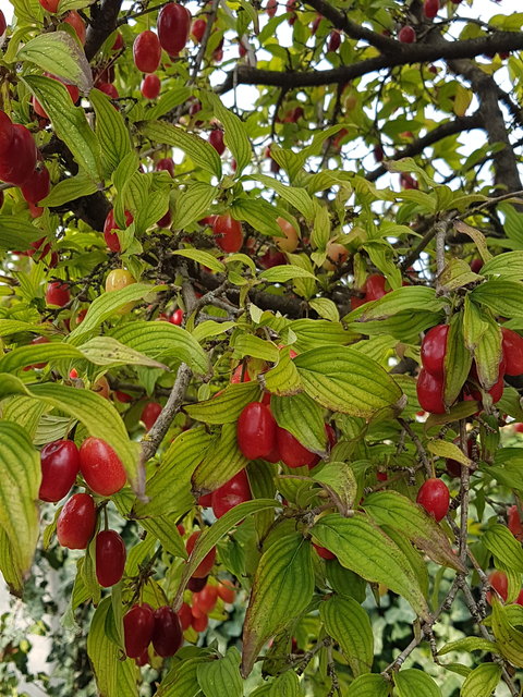 Köstliche Dirndlfrüchte