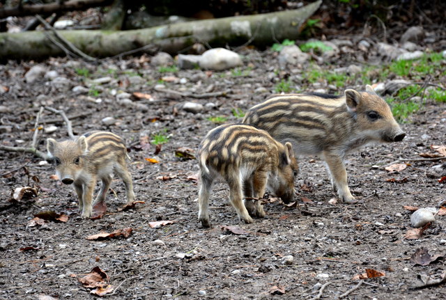 Putzmuntere Frischlinge.