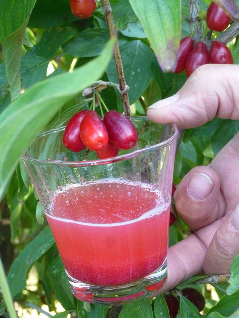 Dirndlsaft frisch gemacht!