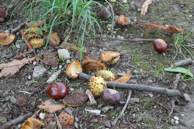 Abenteuer im Grünen
