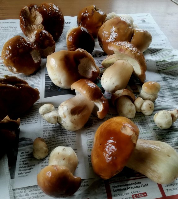 Für manchen ein Traum !